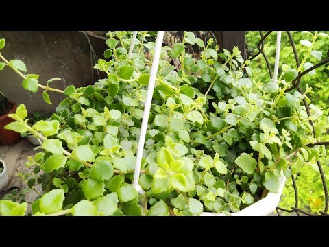 Tangled heart plant  - Nhân giống cây vảy rồng | Foci