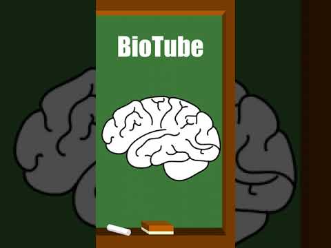 Video: ¿Dónde se encuentran los cuatro lóbulos del cerebro?