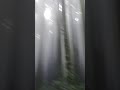 Pine forest in Darjeeling