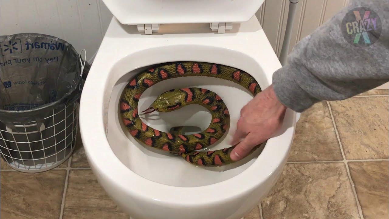 Will it Flush? Snake in Toilet (toy) YouTube