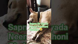 Neend Jaruri hai #viralshort #cute #cat #funny #dog @dugguandfamily