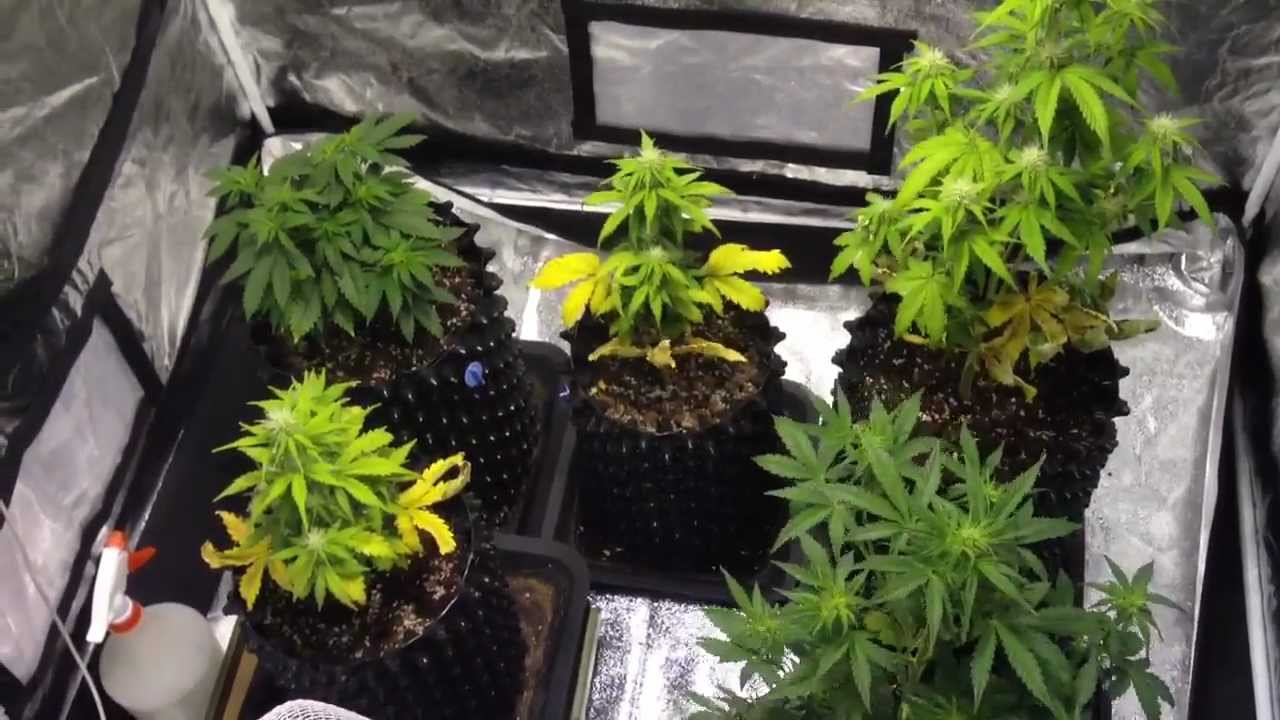 White widow autoflowers and RT420 ICE plant