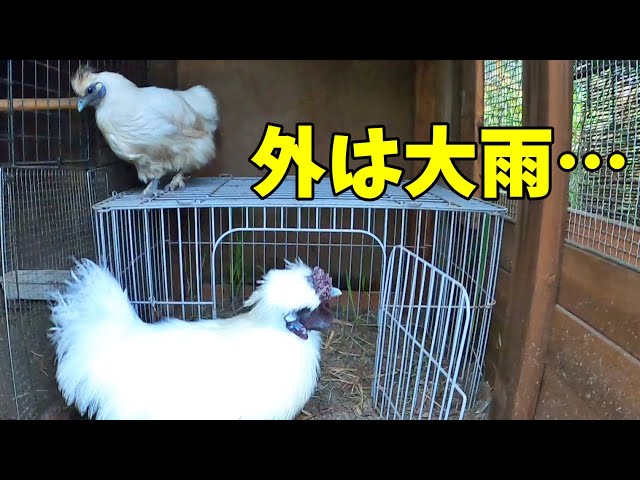 VE Project Heavy Rain 2 - YouTube