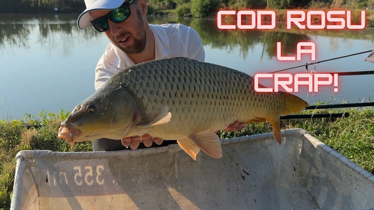 COD ROȘU LA CRAP – Strategii de Feeder pe Caniculă