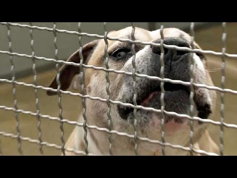 Tödliche Kampfhund-Attacke: War "Chico" eine tickende Zeitbombe? Tödliche Kampfhund-Attacke: War "Chico" eine tickende Zeitbombe?