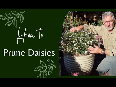 Video: Swan River Daisy Flowers: Wie man Swan River Gänseblümchen im Garten anbaut