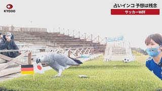 【速報】占いインコ、予想は残念 サッカーW杯