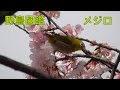 うごく野鳥図鑑　メジロ　Japanese White−eye