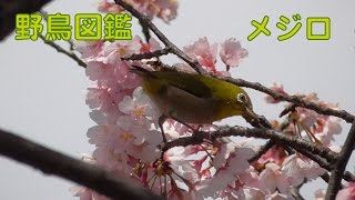 うごく野鳥図鑑　メジロ　Japanese White−eye