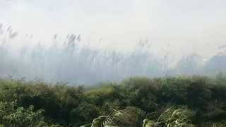 Patricia and Donald Florida Sugar Cane Harvest by Donald Walker 701 views 9 years ago 2 minutes, 35 seconds