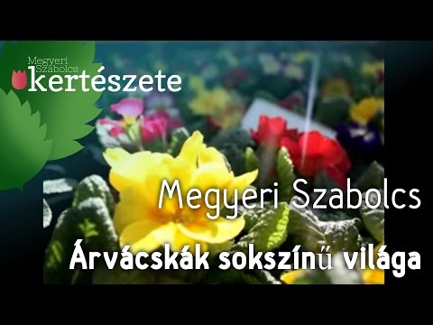 Videó: Hogyan Kell Felhívni árvácskákat