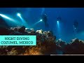 Night SCUBA diving in Cozumel, Mexico 2023. Excursion on the island of Cozumel.