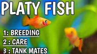 Platy fish care | Breeding | Tank mates | Tank size | Life span.
