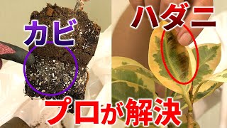 ＜ハダニ・カビの対処法＞フィカス・ティネケの植え替えで鉢デカすぎ問題発生！【観葉植物の専門家が解説】