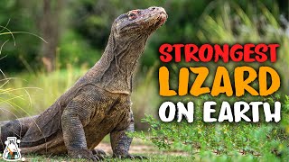 Why are Komodo Dragons the Strongest Lizards?