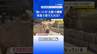 大阪の“迷いジカ”ついに捕獲…奈良からきた可能性も　奈良県知事は「奈良公園から出た鹿は天然記念物ではなくなる」“受け入れ難しい”との見解【news23】｜TBS NEWS DIG #shorts
