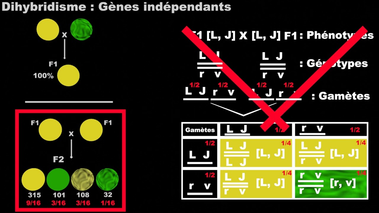 Dihybridisme : Cas de deux gènes indépendant