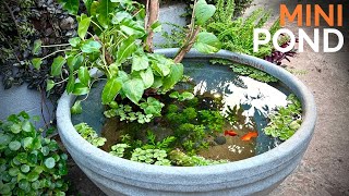 I Built a Natural Mini Pond 🌿🐟 on My Terrace for Platy Fish screenshot 2