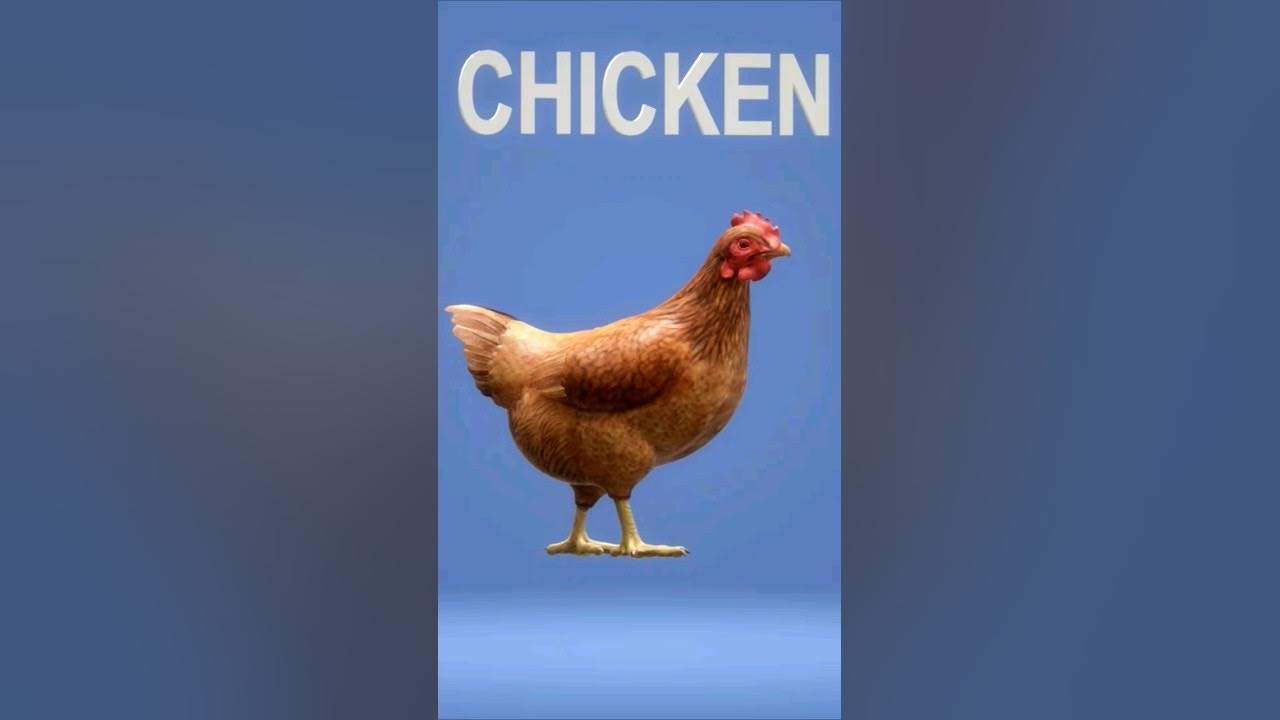 Cómo se pronuncia 'Pollo' en inglés? #shorts - YouTube