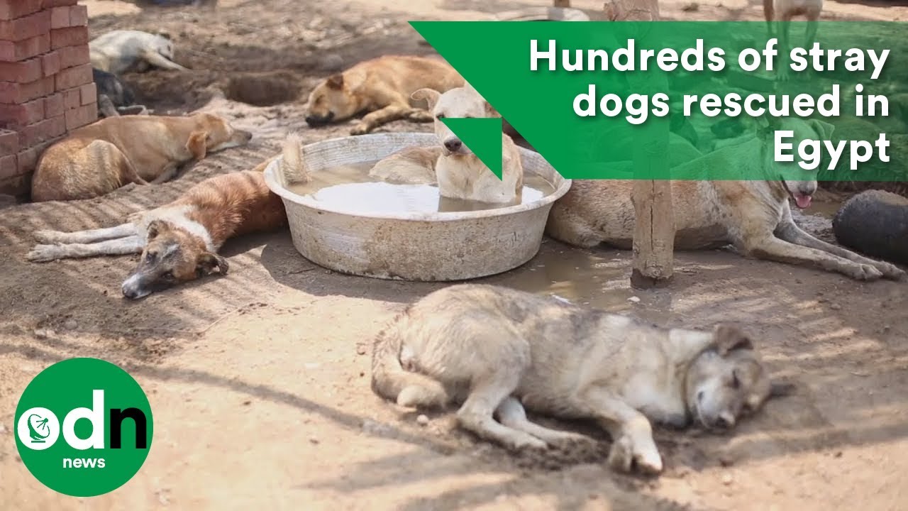Hundreds of stray dogs rescued in Egypt YouTube