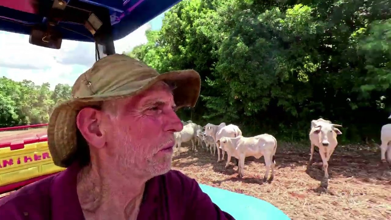 Começando o Plantio 2026 em meio ao gado nelore