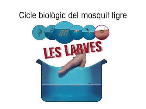 Vídeo: Mosca De La Col: Mètodes De Control De Les Larves. Com Desfer-se Dels Remeis Populars I Quines Drogues Processar La Col? Com Són Les Mosques De Primavera I Estiu?