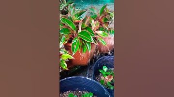 Đố mọi người cây gì ?! Cây Phú Quý, Cây Ngọc Ngân, xanh xinh tươi #shortvideo #shorts