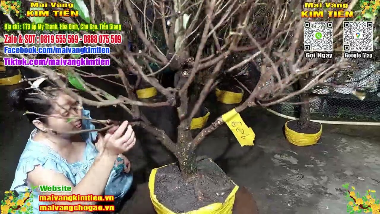 Phôi Mai Thủ Đức Giá Rẻ Bao Ship Bao Sống Toàn Quốc - Mai Vàng Kim Tiền Chợ Gạo