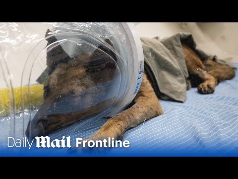 Brave IDF war dog Mikey has ‘miracle’ recovery after being hit by Hamas grenade