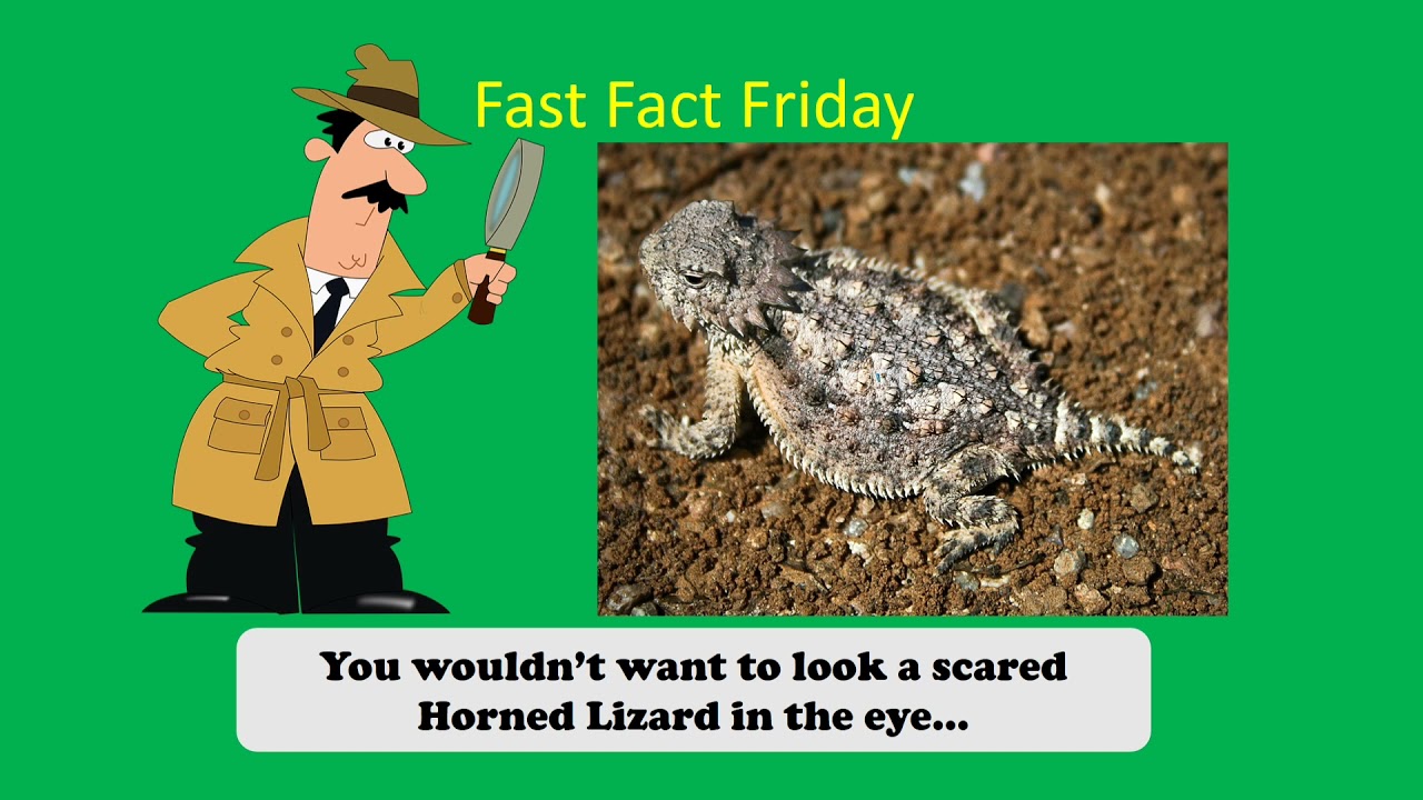 Fast Fact! Horned Lizard