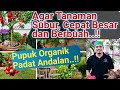 Pakai ini !! Agar tanaman Subur, Cepat Besar, Cepat Berbuah dan Lebat Buahnya! Pupuk Organik Padat.!