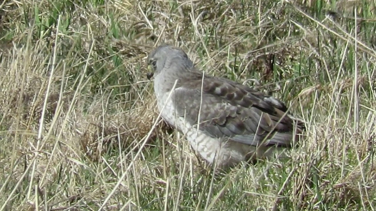 Northern Harrier 