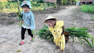 Cutis & Yen Nhi Secretly Harvest Grass Feed Goat To Help Mom