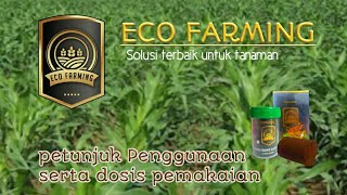 ECO FARMING || Petunjuk Penggunaan eco farming beserta dosis pada tanaman jagung