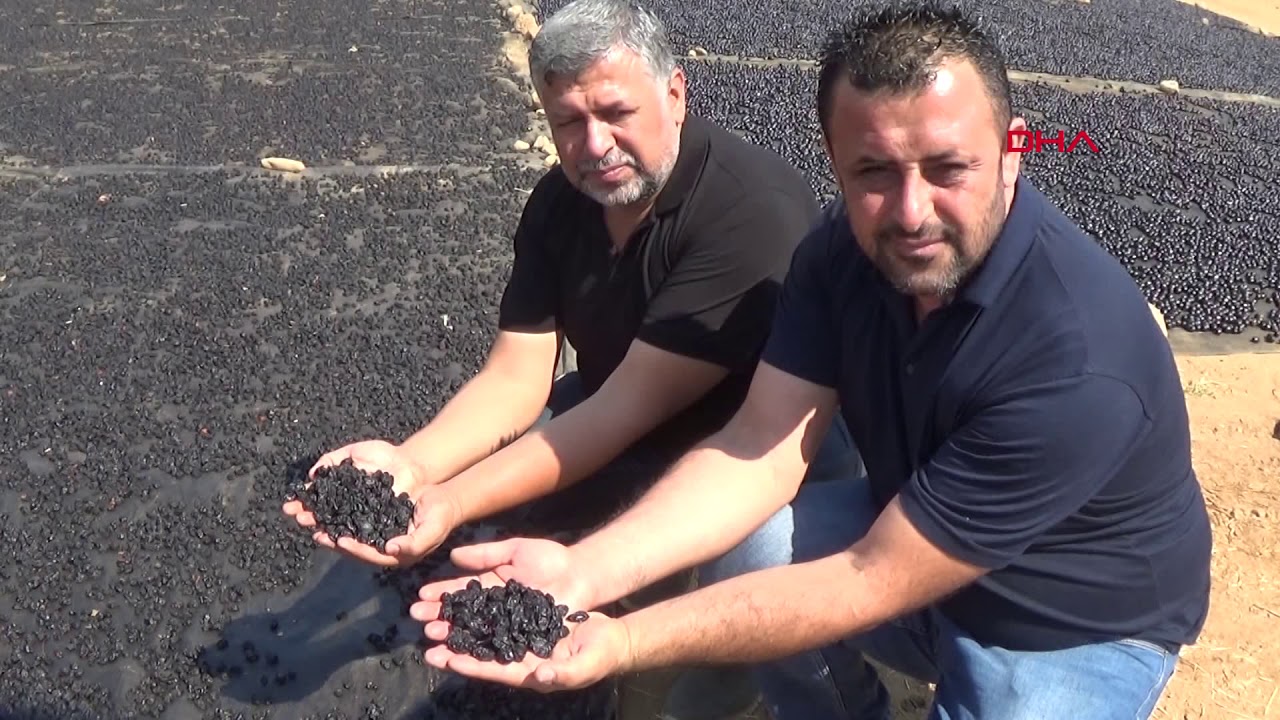 Sofralık üzümde kurutma başladı