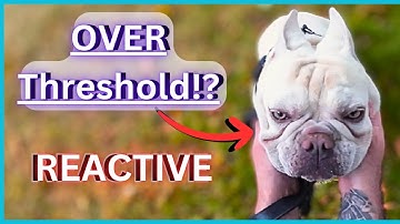 Day 5 - REACTIVE Dog Walk - Real Life Training