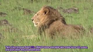 😴 Cuteness Overload! Watch These Lion Twins Do Nothing for 5 Minutes.