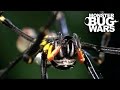 Spiny Tree Cricket Vs Golden Orb Weaver | MONSTER BUG WARS