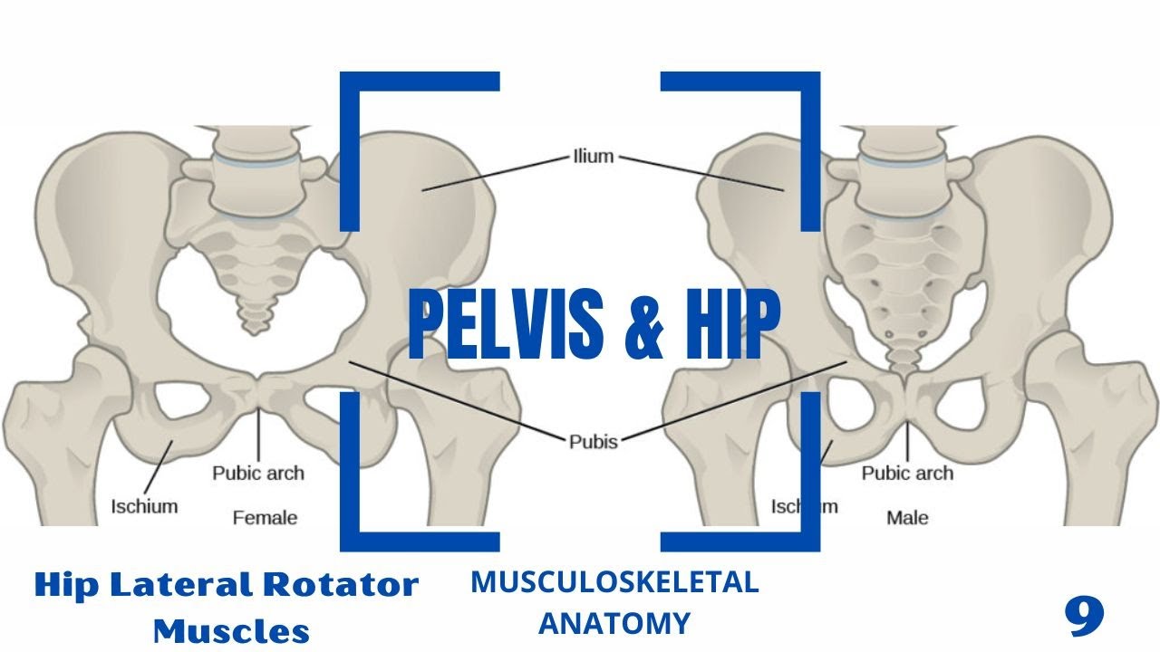 Hip Lateral Rotator (External Rotation) Muscles - YouTube