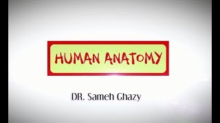 important nerve injuries in upper limb Dr/ Sameh Ghazy