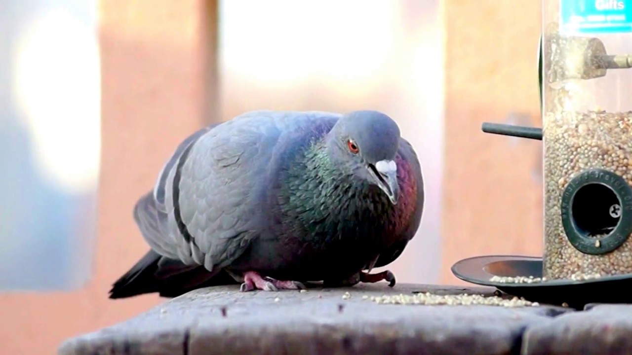 Blue Rock PigeonEating Bajra_By Ayush Rajotia Close up And Slow YouTube