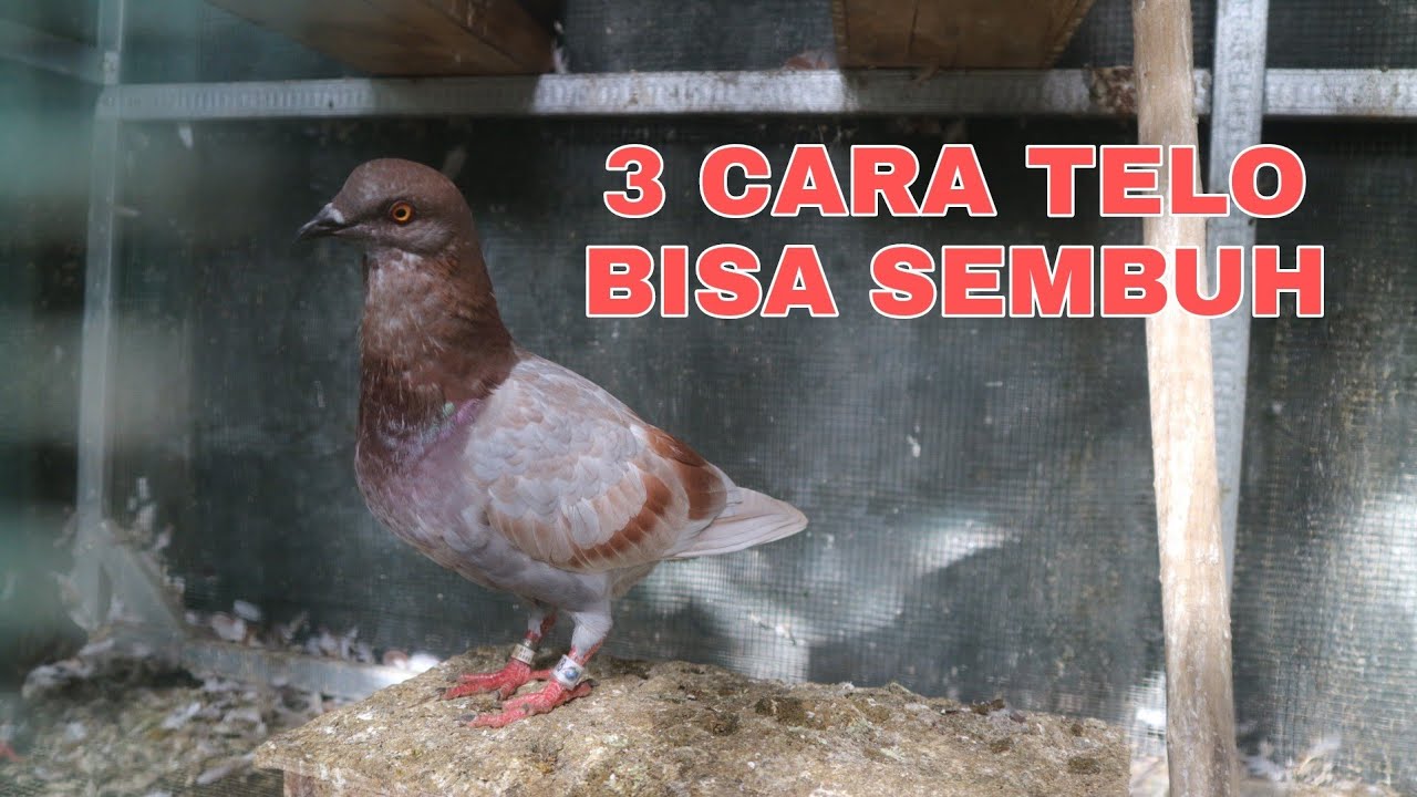 Медицина Telo Pigeon: 3 способа полного выздоровления