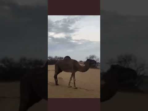 المكان الذي كانت في خيمة أم معبد الخزاعية رضي الله عنها عندما مر بها رسول الله صلى الله عليه وسلم