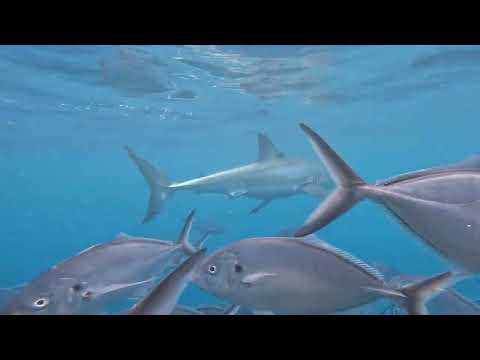 Shark cage diving - 18th May 2025