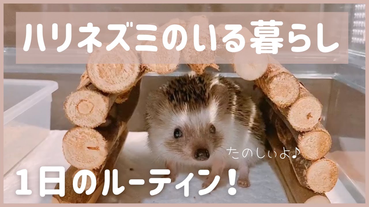 ワンダーデコール イーグルとハリネズミ 【公式通販】