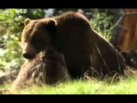 Video: Yellowstone-vandrere Dræbt Af Mor Grizzly - Matador Network
