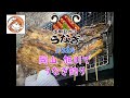 【2024】今季初うなぎ釣り 岡山旭川 #ウナギ釣り #釣り#うなぎかば焼き