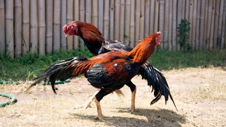 The Life of Chickens - Fighting Cocks