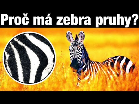 Video: Kde žije Zebra: Pruhovaná fakta