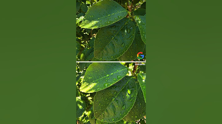 📸 Google Pixel 9 Pro XL VS Samsung S24 Ultra Camera Test!